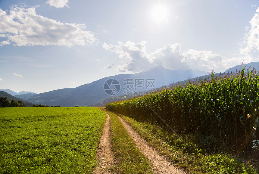 农场玉米地的小路图片