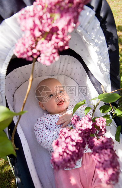 婴儿在婴儿车里看着丁香花图片