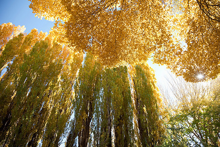 季节性黄色树木图片