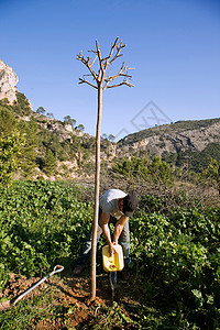 西班牙农场植树图片