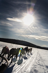 在雪地里拉雪橇的狗队图片