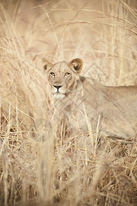 喀麦隆北部瓦扎国家公园酷热的狮子高清图片