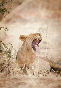 喀麦隆北部瓦扎国家公园酷热的狮子背景图片