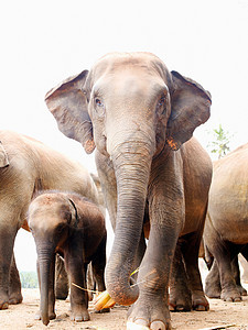 斯里兰卡凯加勒Pinnawela大象孤儿院印度大象部队图片