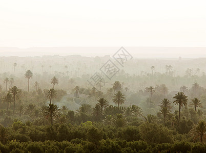 黎明时分摩洛哥斯库拉绿洲的棕榈树图片