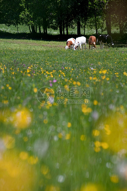 法国朱拉地区牧场景观图片