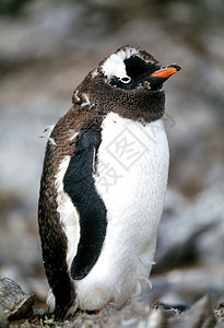 南极半岛的金图企鹅图片