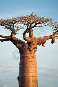 苍鹭坐在猴面包树上图片