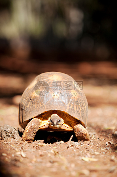 马达加斯加贝伦蒂保护区陆龟图片