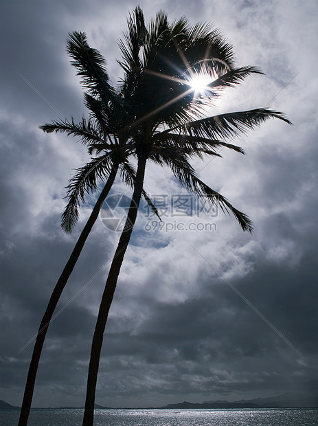 夏威夷檀香山怀基基海滩暴风雨天空中棕榈树剪辑图片