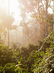 印度喀拉拉邦Wayanad的咖啡种植园图片