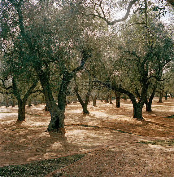 意大利普格里亚一片橄榄林图片