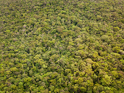 卡纳玛国家公园茂密的丛林植物图片