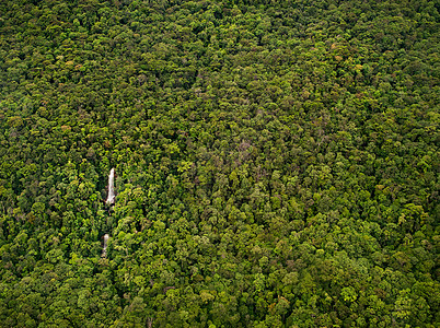 委内瑞拉卡纳玛国家公园茂密丛林图片