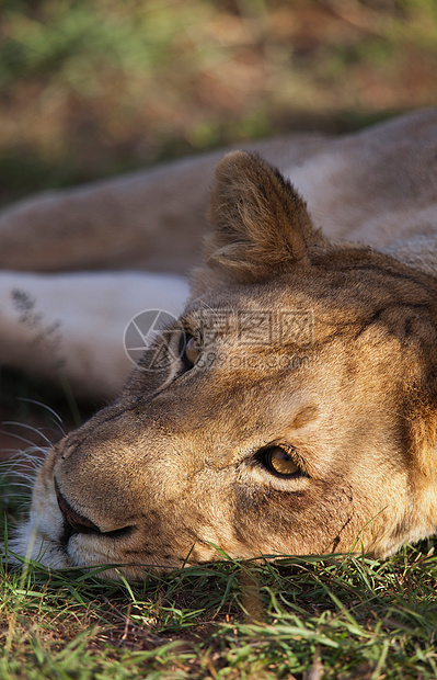 一头母狮在休息图片