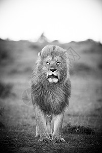 肯尼亚棉花保护区的公狮子背景图片