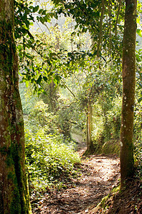 卢旺达国家公园丛林背景图片