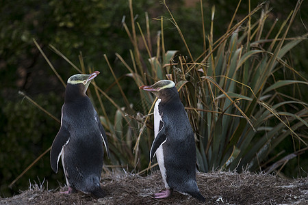 两只可爱企鹅两只黄眼企鹅（巨企鹅对生），卡蒂基角，莫拉基，新西兰背景