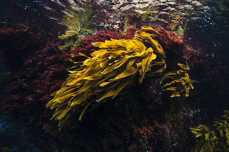 海藻糖红棕色新西兰海藻，潮间带，贫穷骑士岛海洋保护区，新西兰背景