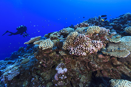 库克群岛帕默斯顿环礁潜水者拍摄珊瑚礁的水下视图图片
