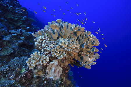 库克群岛帕默斯顿环礁珊瑚头上的礁鱼图片