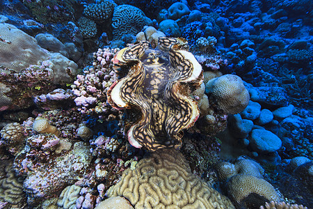 库克群岛帕默斯顿环礁大蛤（巨蛤）的水下视图图片