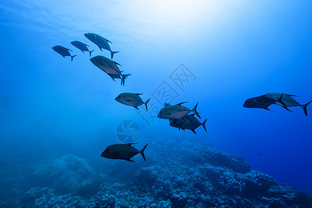 库克群岛帕默斯顿环礁Caranx Lugubris（黑树）水下视图图片
