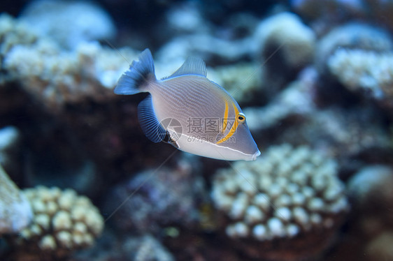 库克群岛帕默斯顿环礁弯刀三角鱼（萨夫拉门囊）水下视图图片