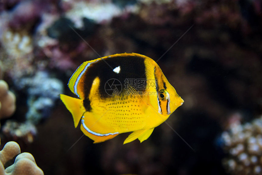 库克群岛帕默斯顿环礁四点斑蝶（四点斑蝶）的水下视图图片