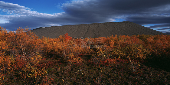 火山口底部生长的树木图片