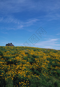 建在长满草的山坡上的房子图片