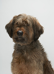 布里亚德犬肖像图片