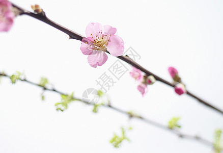 树枝开花特写图片