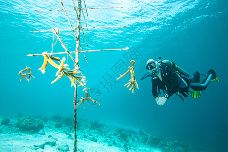 珊瑚苗圃的潜水员检查珊瑚背景图片