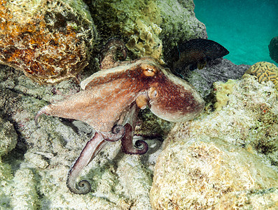 美女荷官在水下暗礁游泳的章鱼背景