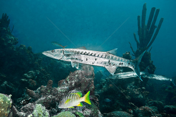 梭鱼在水下暗礁游泳图片