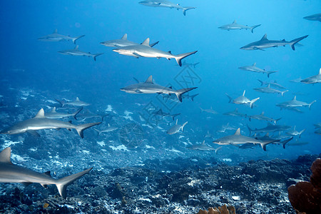 各种海洋生物白头礁鲨在海里游泳背景