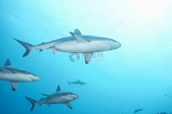 白头礁鲨在海里游泳图片