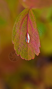秋叶上的水滴图片