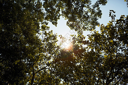 阳光透过树上的树叶照射图片