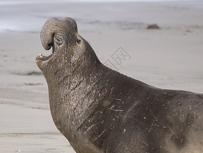美国加利福尼亚成年雄性象海豹图片