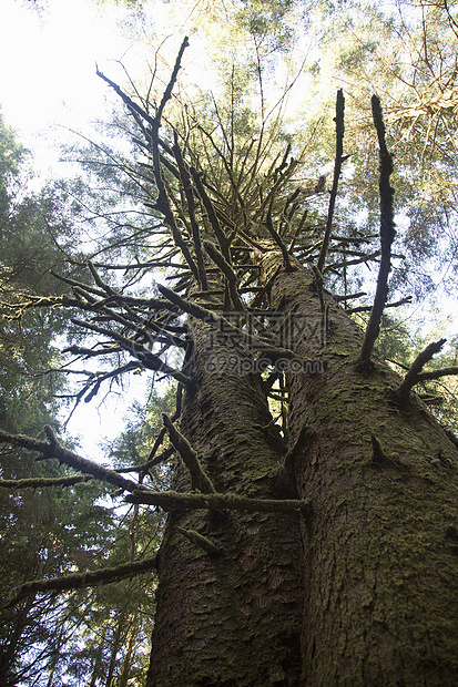 美国俄勒冈州乌普夸州立公园的树图片