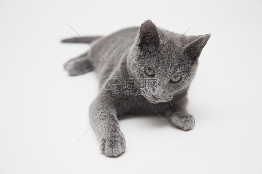 俄罗斯蓝猫高清图片下载-正版图片501459660-摄图网