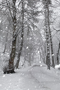 雪林中的树木和小径图片