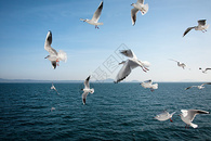 海鸥飞越大海图片