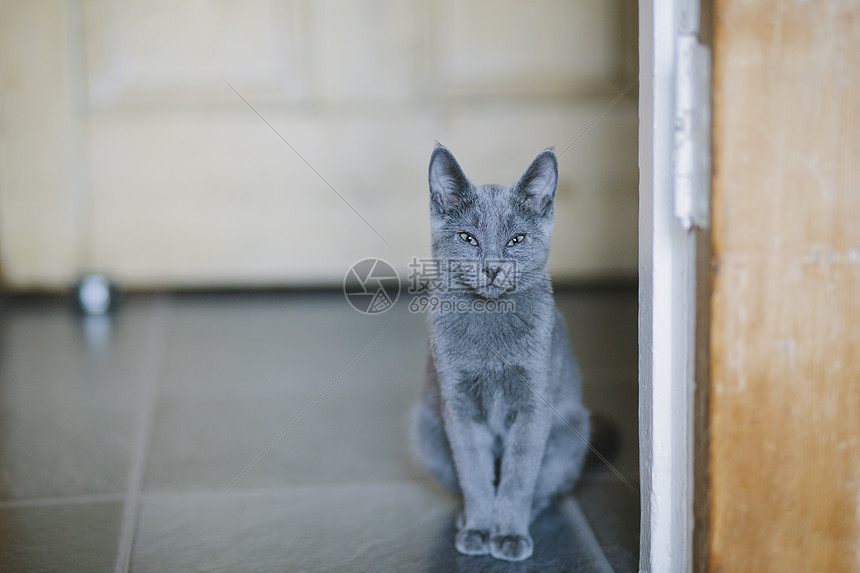 俄罗斯蓝猫图片