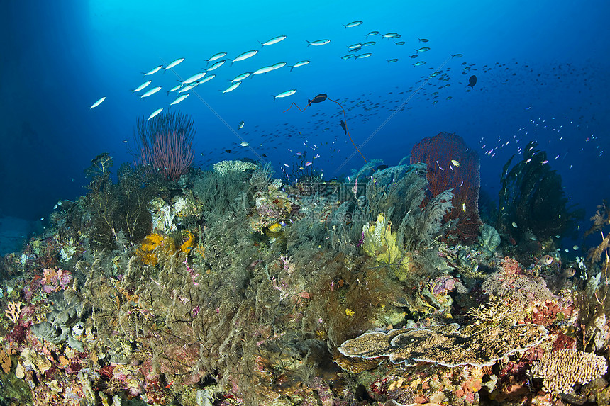 珊瑚上的鱼图片