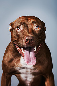 伸出舌头的斗牛犬的肖像图片