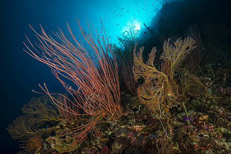 所罗门群岛水下的海鞭图片