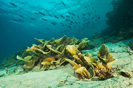 海洋生物手绘海洋植物和海床背景